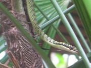 World Resort Bo Phutin paratiisin käärme joka saatiin kuvattua